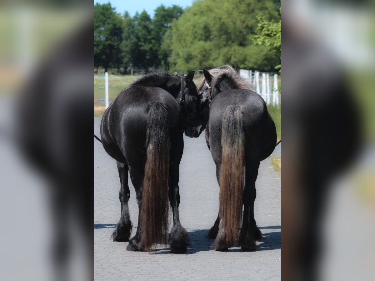 Fell pony Mare 3 years 14 hh Grey in Santok