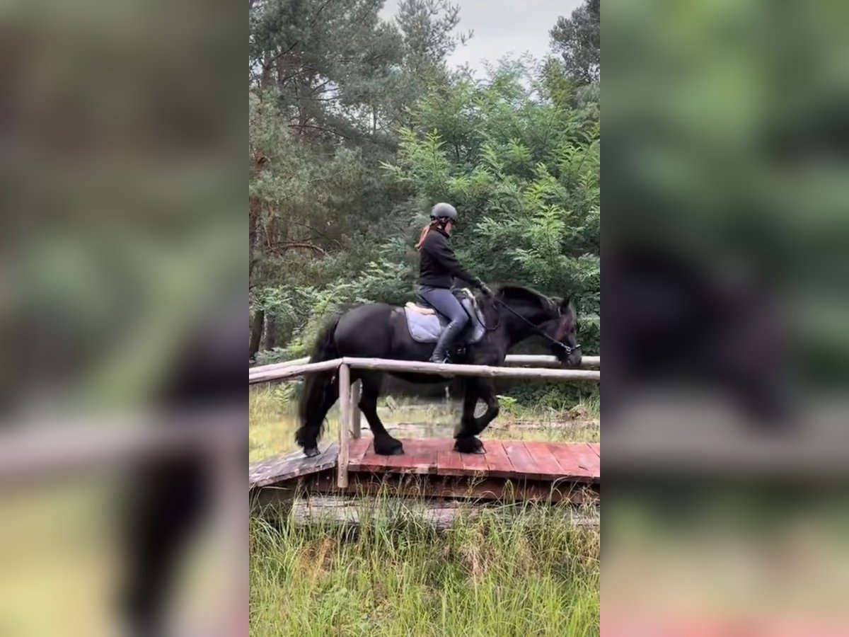 Fell pony Mare 5 years 13,2 hh Black in Santok