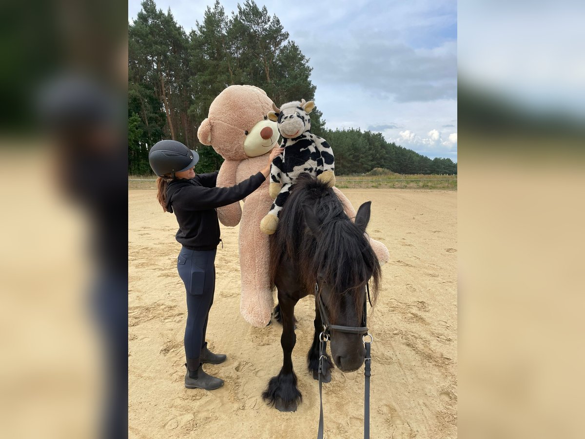 Fell pony Mare 6 years 13,2 hh Black in Santok