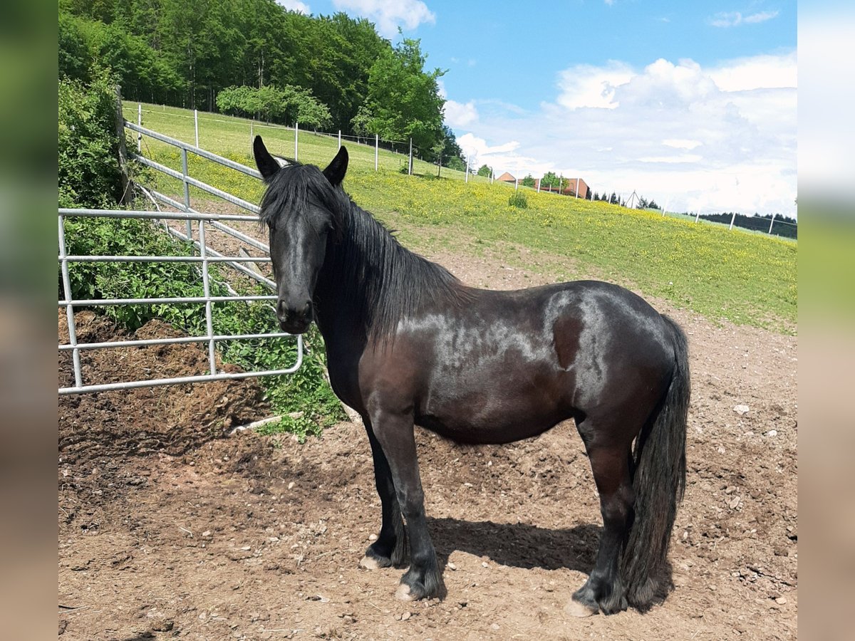 Fell pony Mare 7 years 14,1 hh Black in Schuttertal