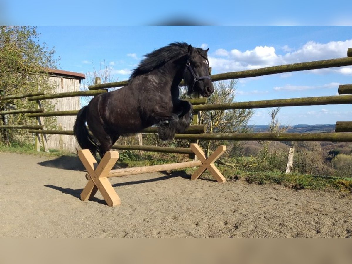 Fell pony Merrie 14 Jaar 130 cm Zwart in Weinsheim