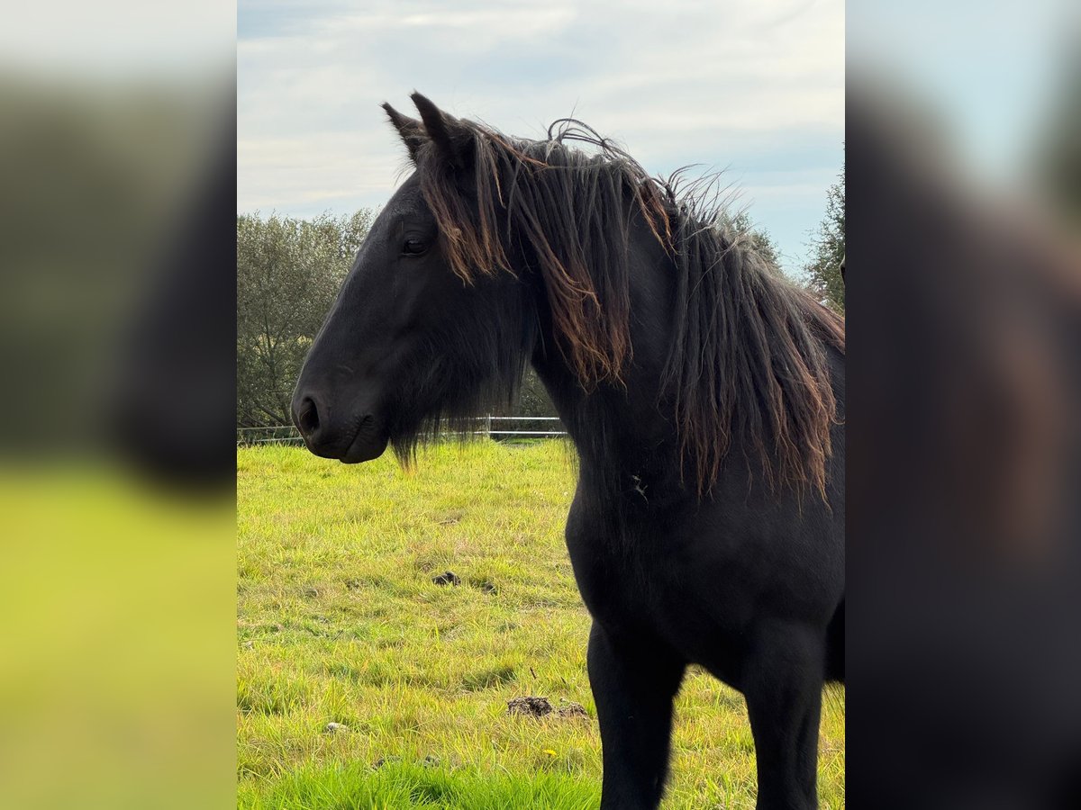 Fell pony Merrie 1 Jaar 140 cm Zwart in Freienwill