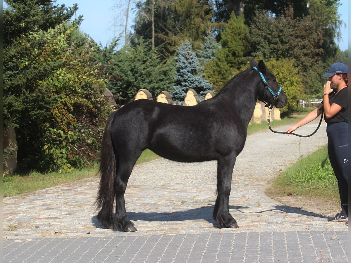 Fell pony Merrie 2 Jaar 142 cm kan schimmel zijn in Santok