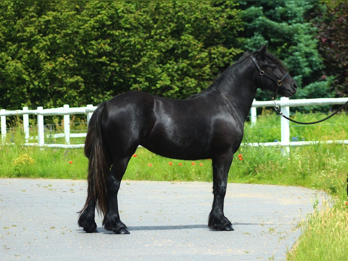 Fell pony Merrie 2 Jaar 142 cm kan schimmel zijn in Santok