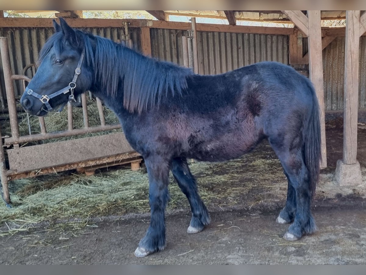 Fell pony Merrie 2 Jaar 142 cm Zwart in Schuttertal