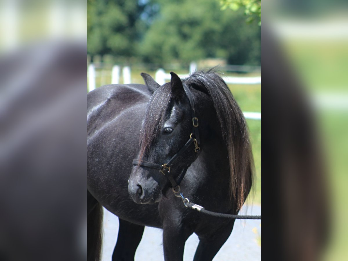 Fell pony Merrie 3 Jaar 144 cm Schimmel in Santok