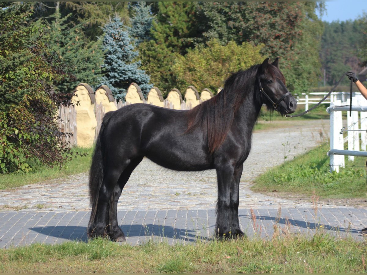 Fell pony Merrie 4 Jaar 145 cm Zwart in Santok