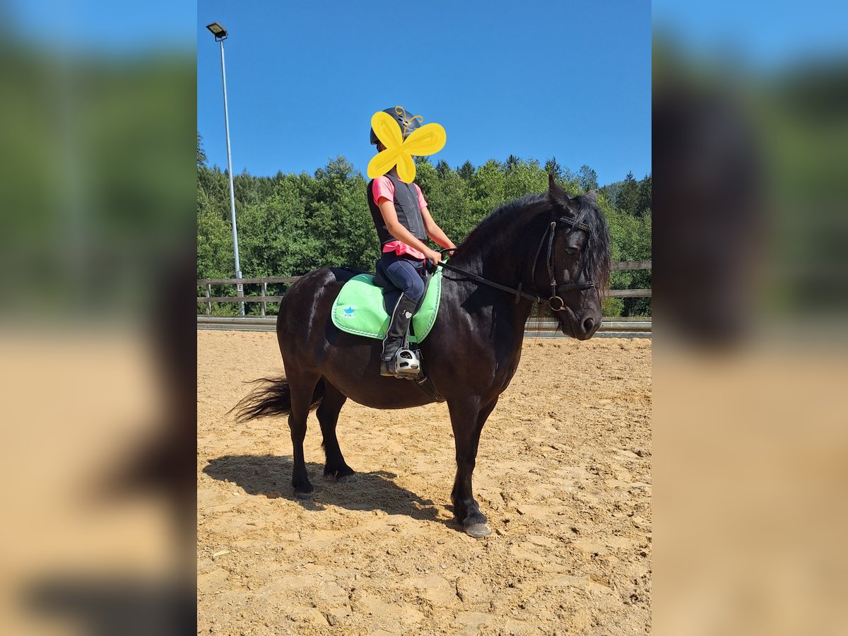 Fell pony Merrie 9 Jaar 130 cm Zwart in Michelstadt