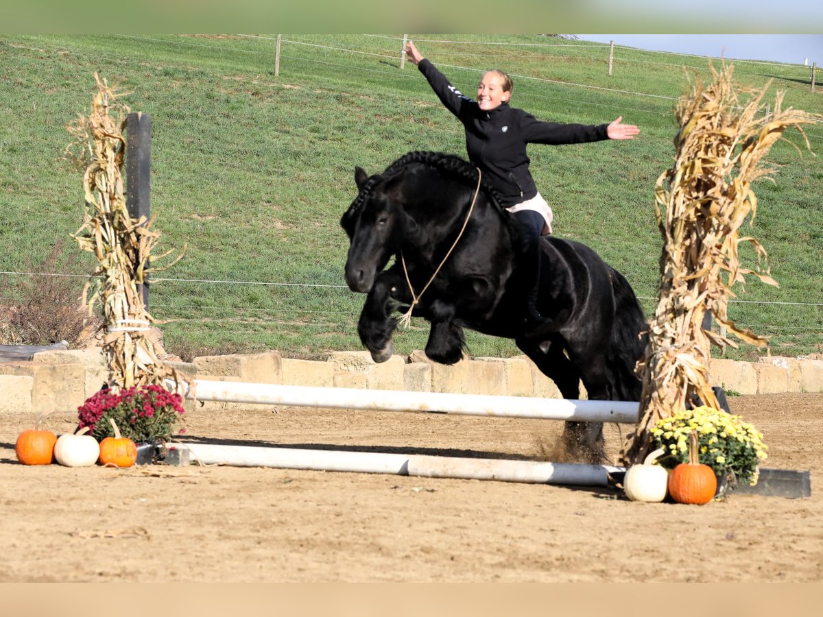 Fell pony Ruin 10 Jaar Zwart in Millersburg