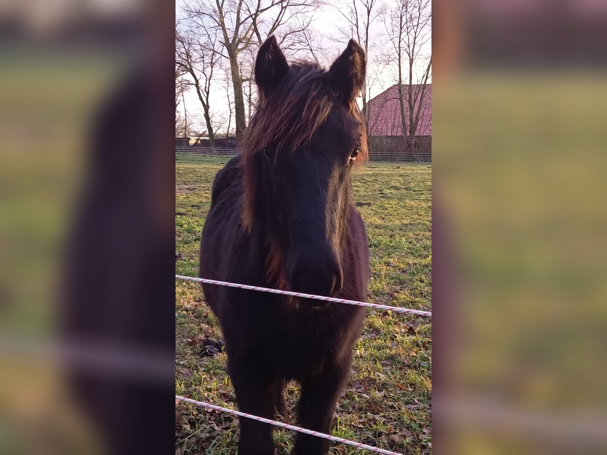 Fell pony Ruin 1 Jaar 138 cm Zwart in Weener