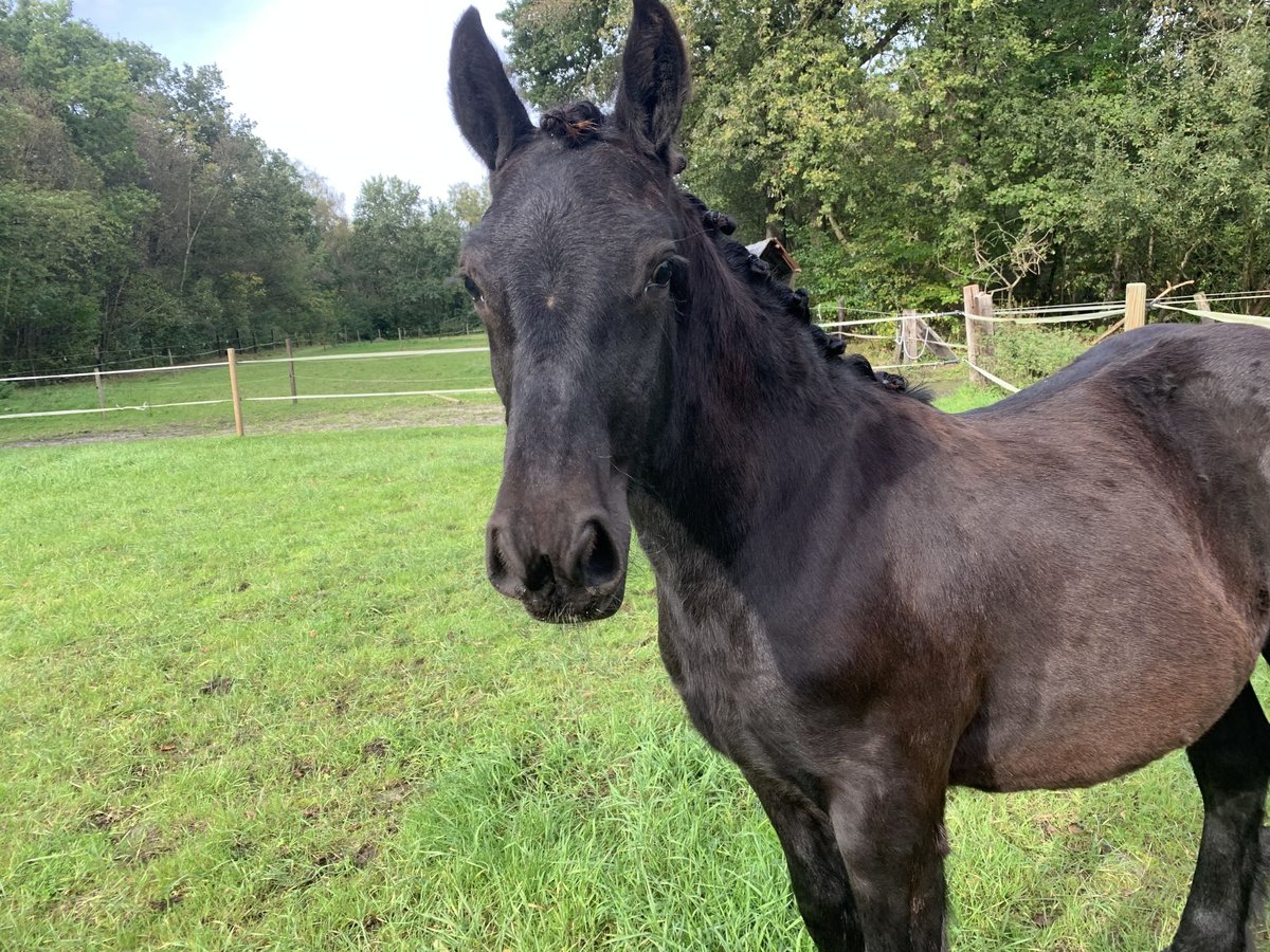 Fell pony Mix Stallion 1 year 12,1 hh Smoky-Black in Lage mierde