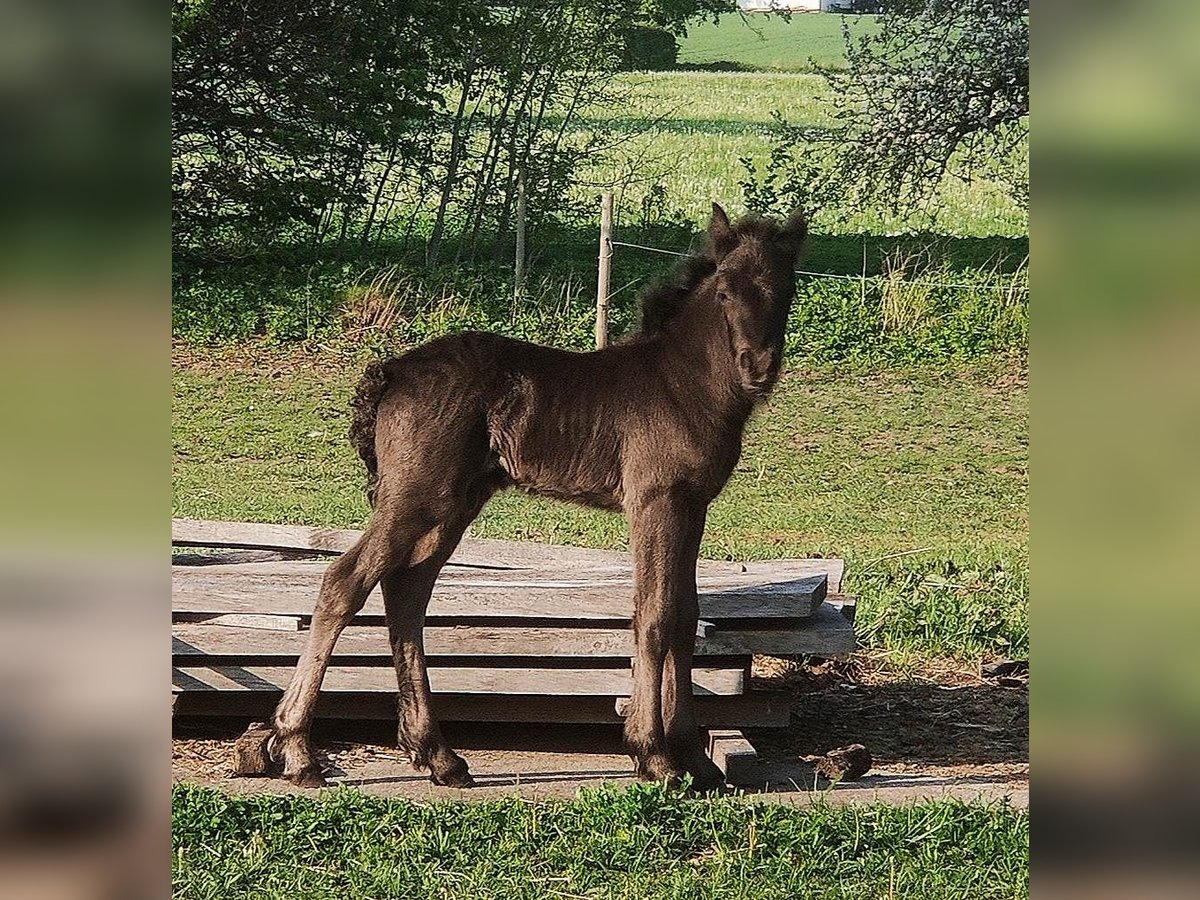 Fell pony Stallion 1 year 13,1 hh Grullo in Sjöbo