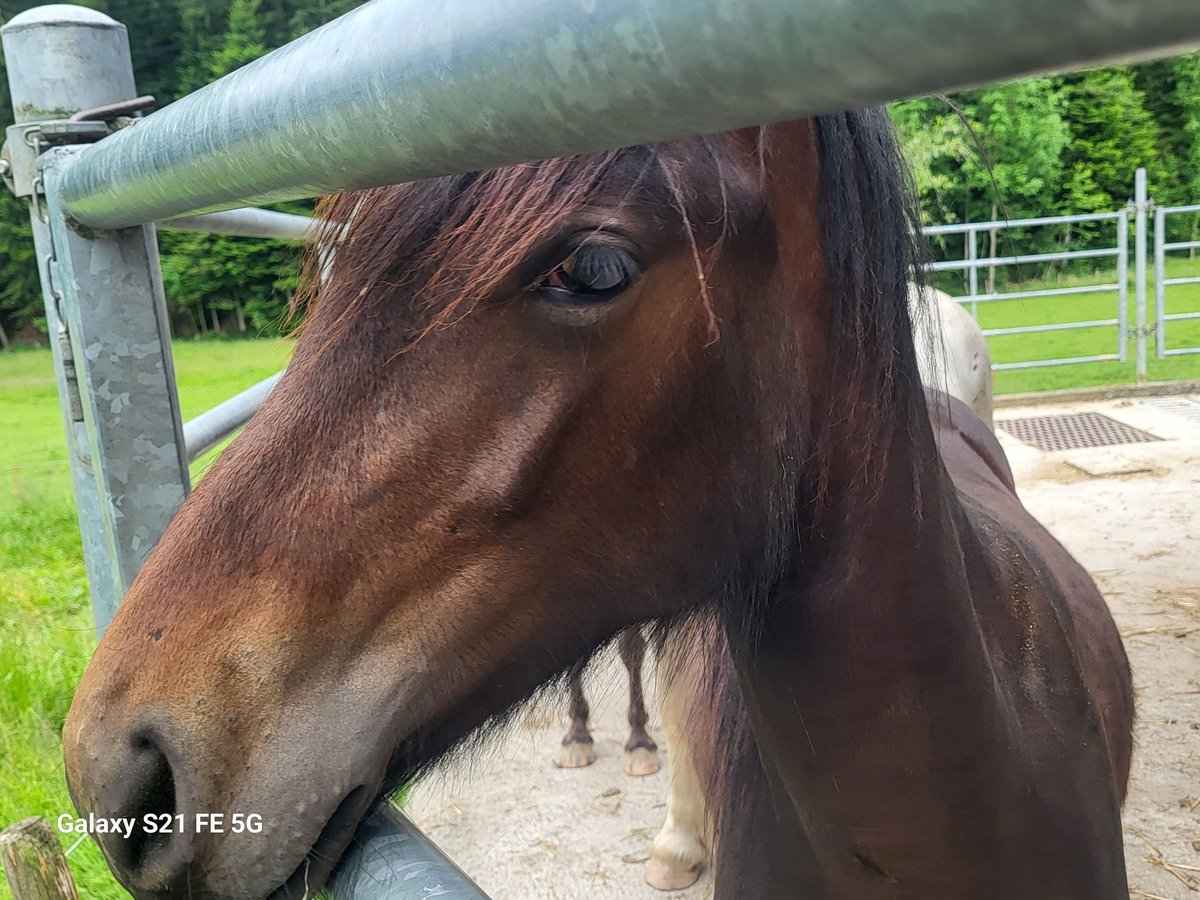 Fell pony Stallion 2 years 13,1 hh Bay-Dark in Bleienbach