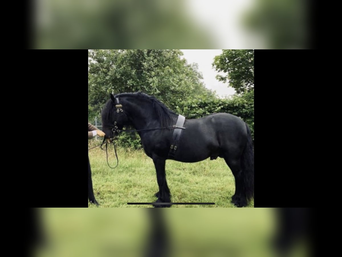 Fell pony Stallion 8 years 13 hh Black in Yate