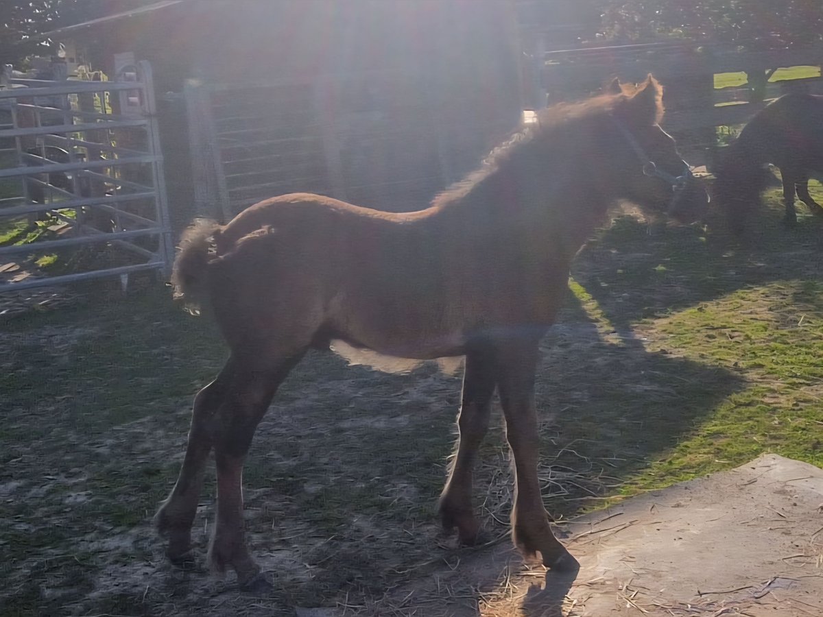 Fellpony Hengst Fohlen (06/2025) 142 cm Rappe in Hattorf am Harz