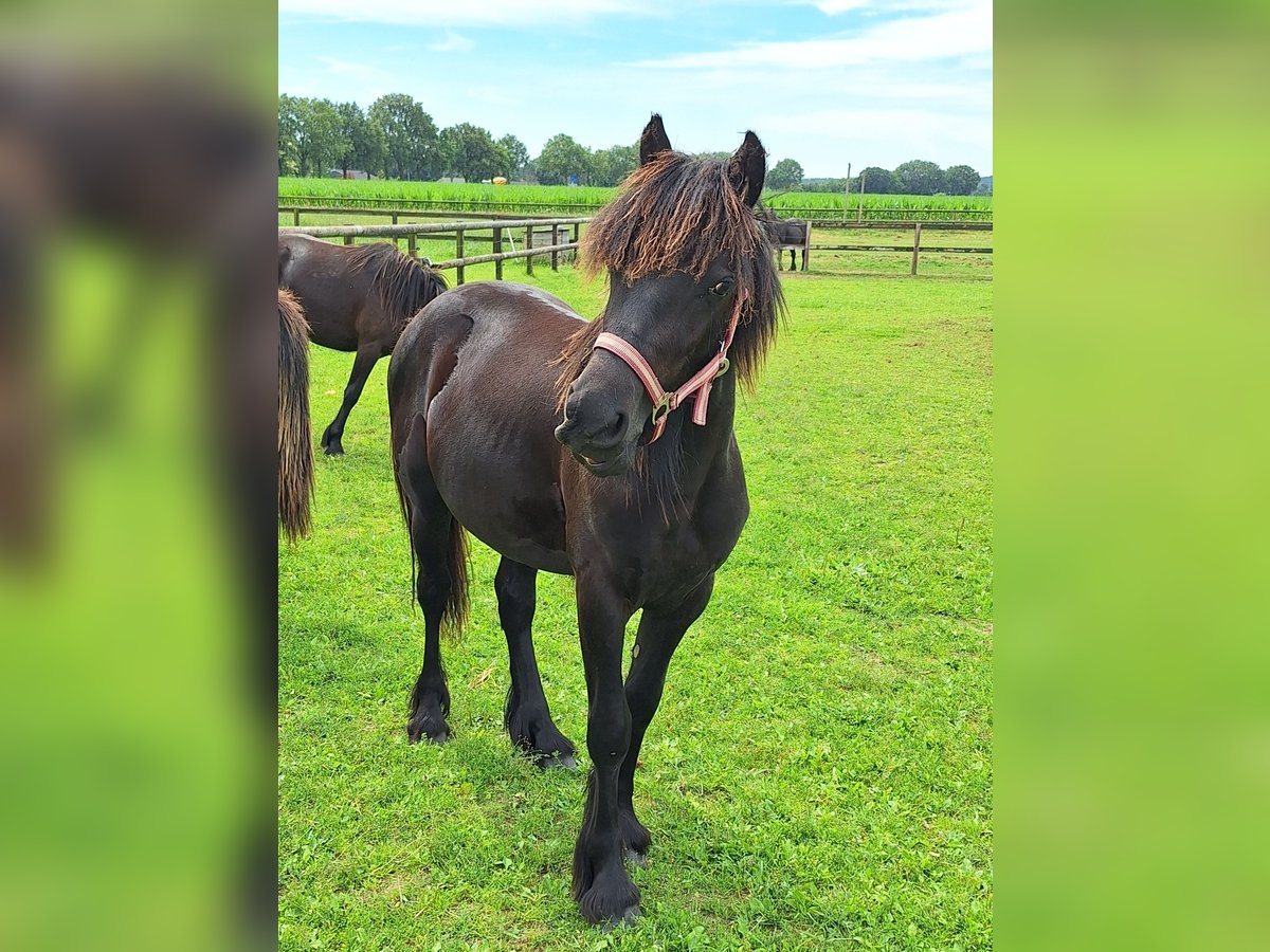 Fellpony Hingst 1 år Svart in Zeddam