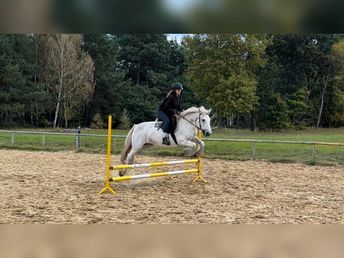 Fellpony Stute 10 Jahre 142 cm Schimmel in Santok
