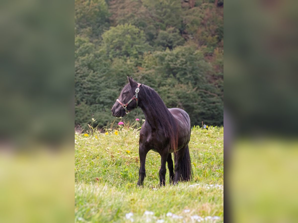 Fellpony Stute 11 Jahre 135 cm Rappe in Oostvoorne