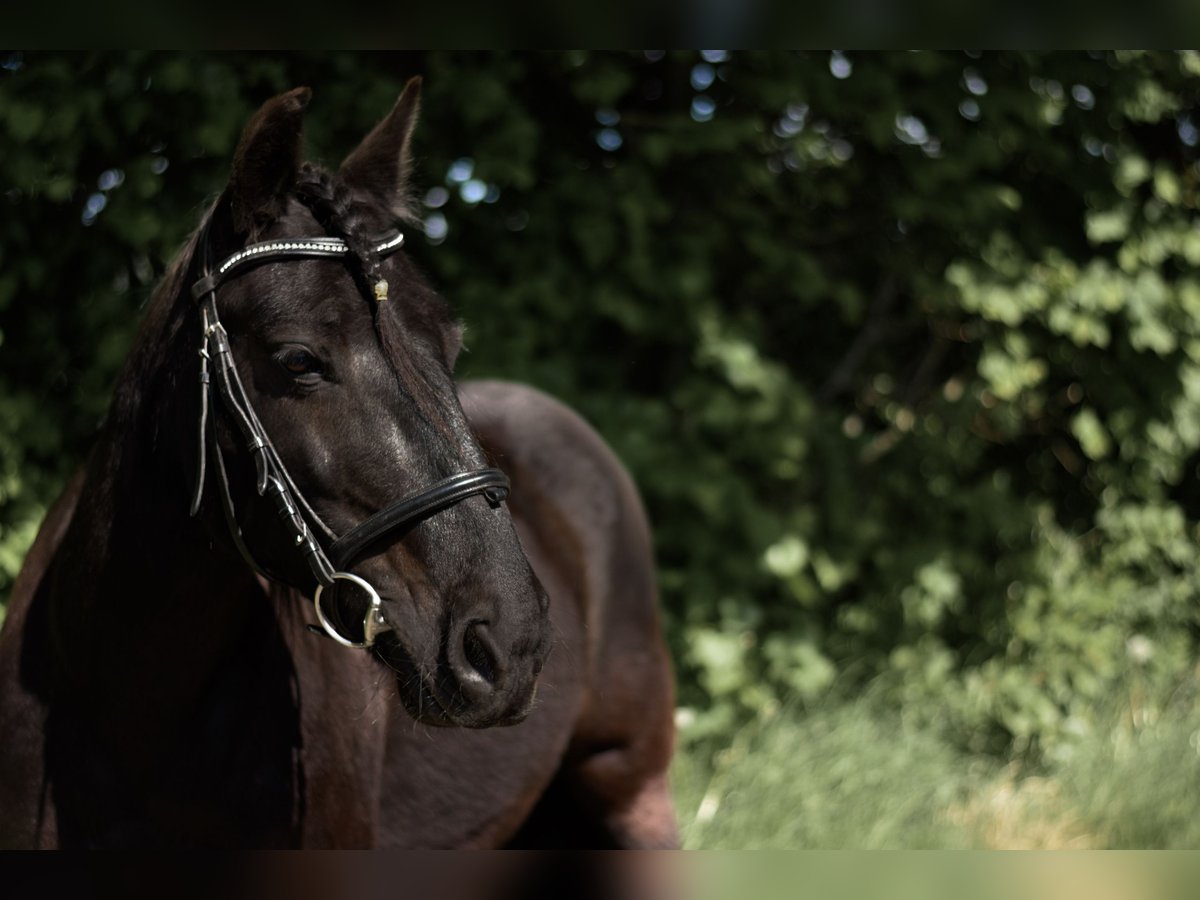Fellpony Stute 16 Jahre 137 cm Rappe in Dreisbach