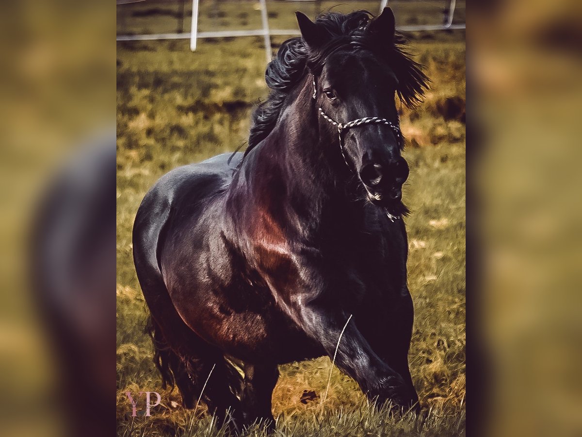 Fellpony Stute 19 Jahre 137 cm Rappe in Himmelpforten