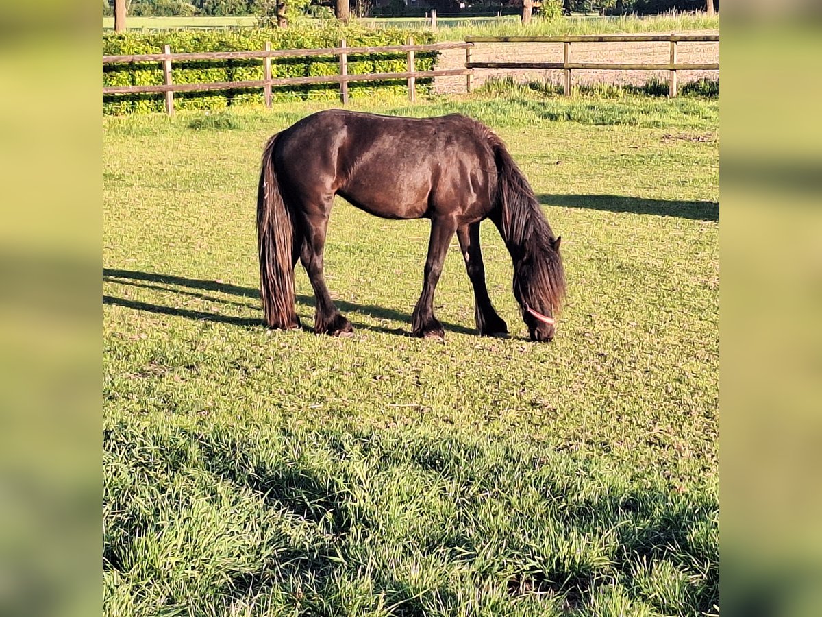 Fellpony Stute 2 Jahre 140 cm Rappe in Zeddam