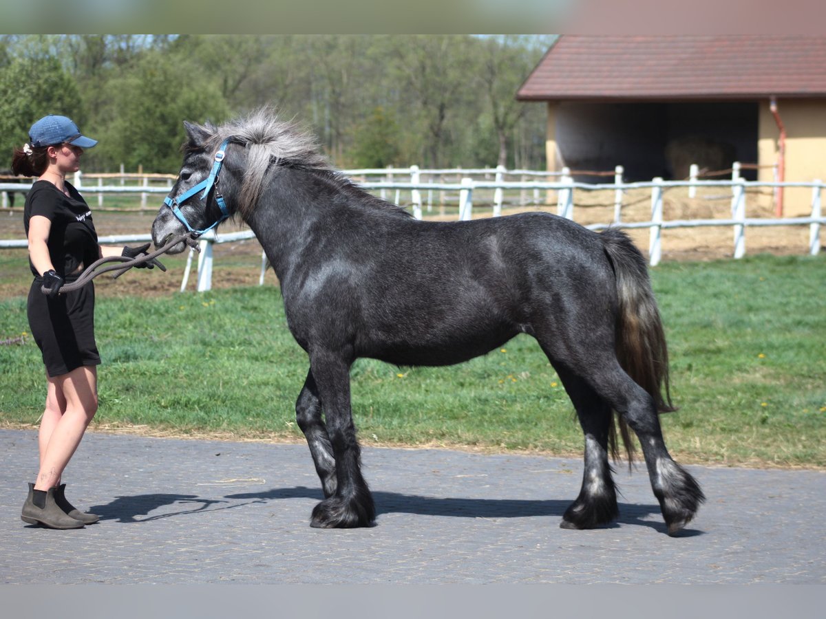 Fellpony Stute 3 Jahre 144 cm Schimmel in Santok