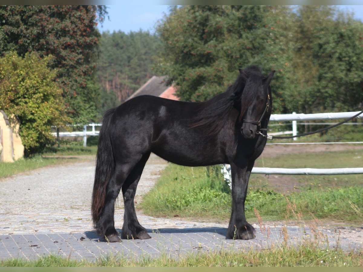 Fellpony Stute 4 Jahre 143 cm Rappe in Santok