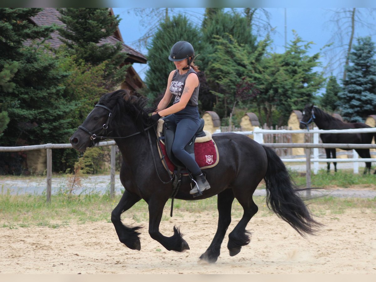 Fellpony Stute 6 Jahre 140 cm Rappe in Santok
