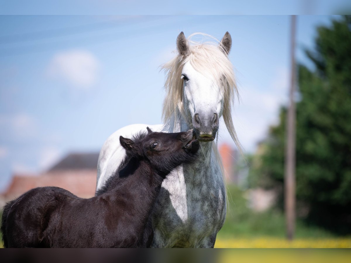 Fellpony Stute 6 Jahre 140 cm Schimmel in La Motte Feuilly