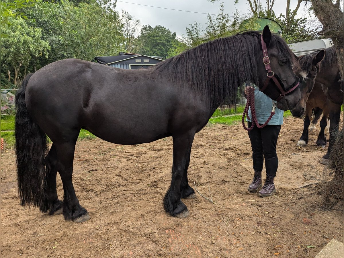 Fellpony Stute 9 Jahre 138 cm Rappe in Nortorf bei Wilster
