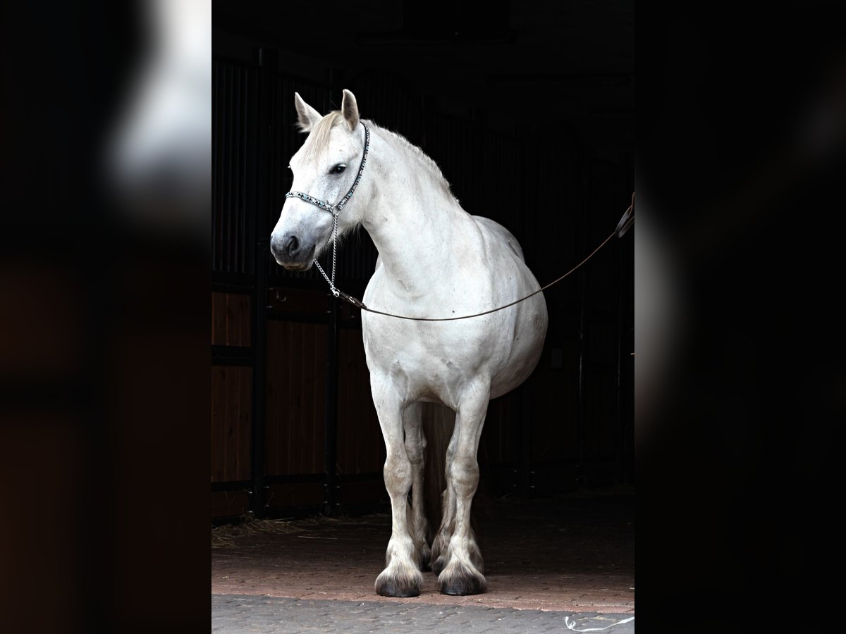 Fellpony Stute 9 Jahre 142 cm Schimmel in Santok