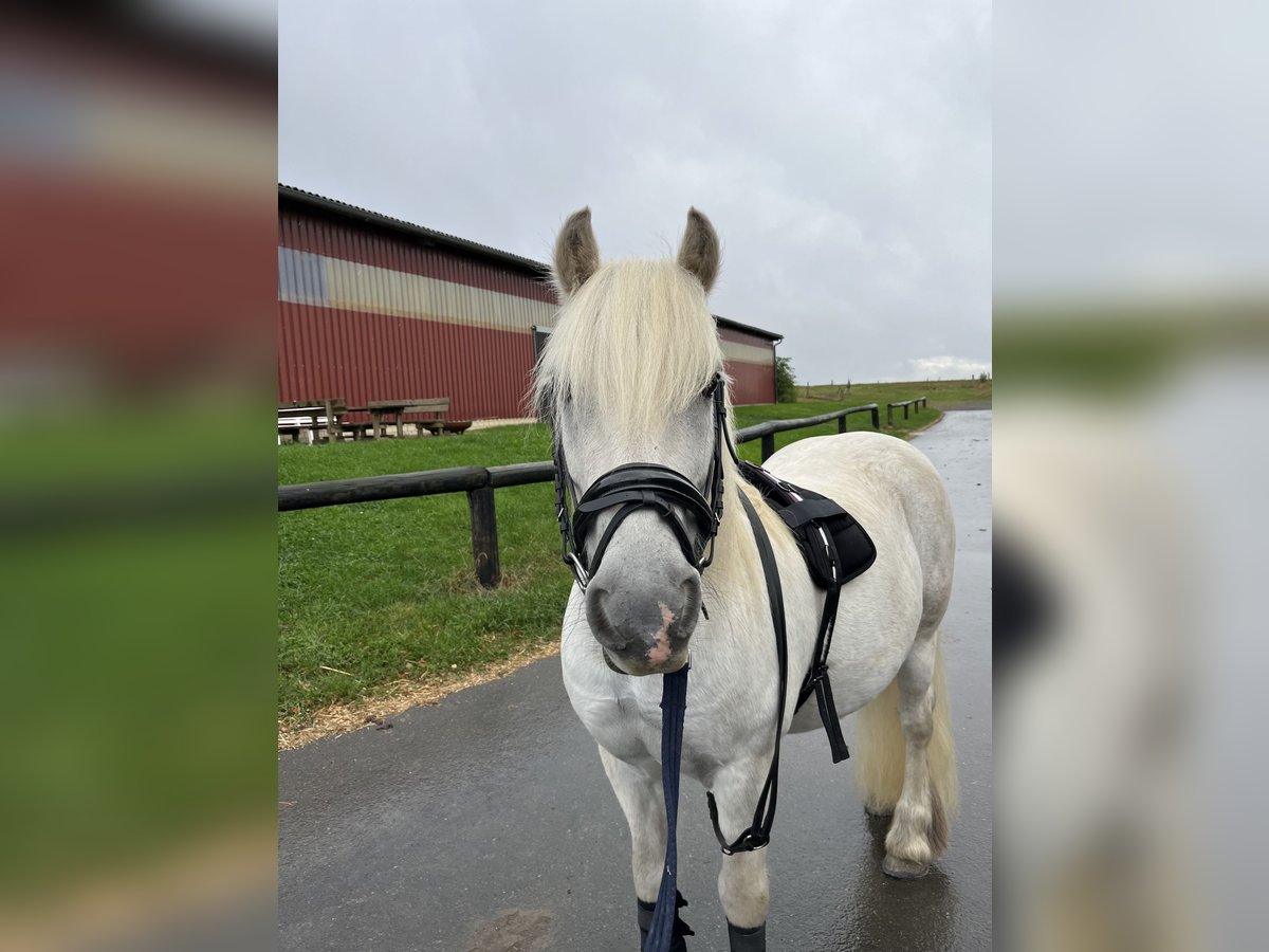 Fellpony Valack 17 år 139 cm Grå in Birken-Honigsessen