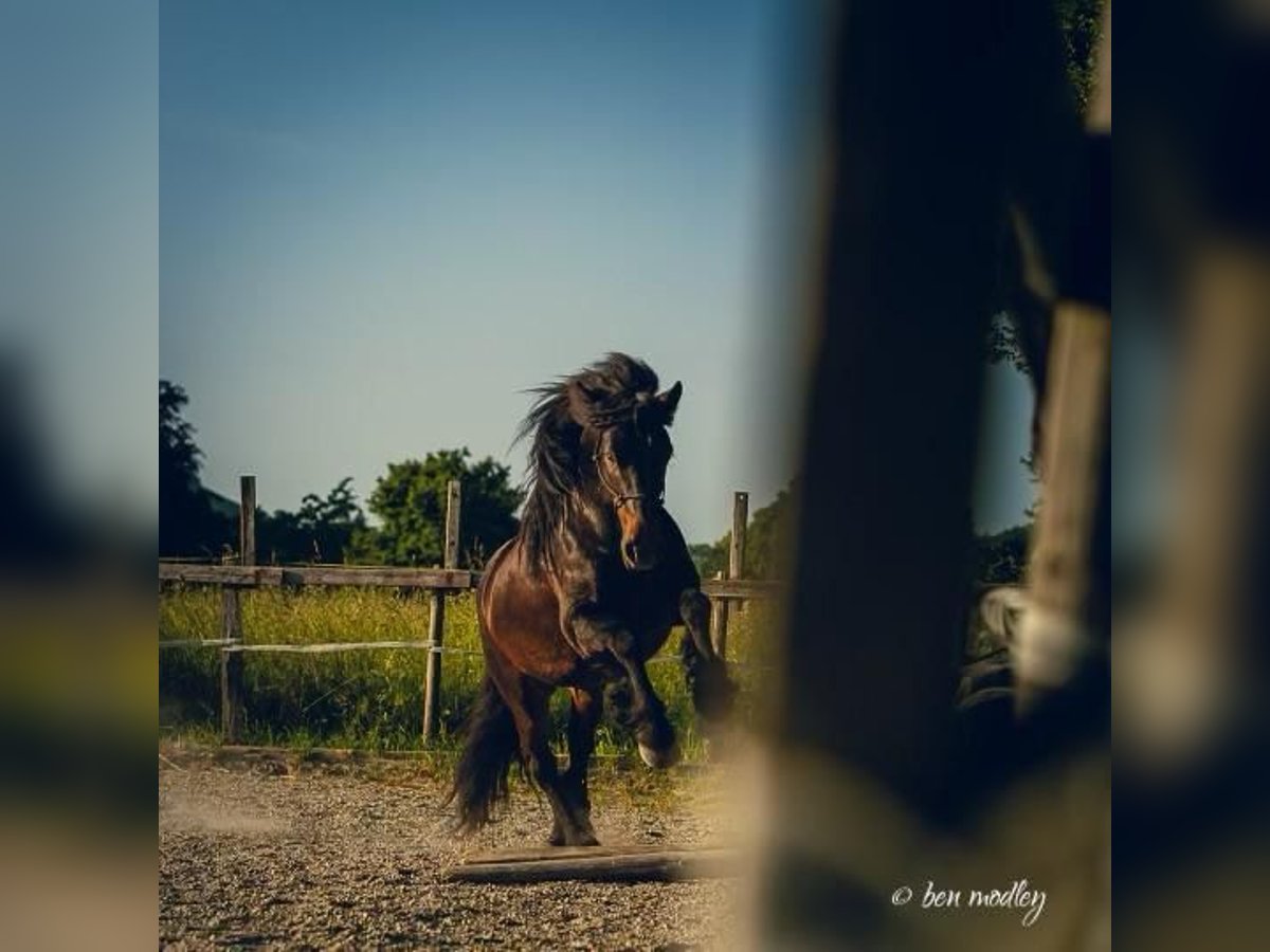Fellpony Wallach 10 Jahre 142 cm Brauner in Staufen im Breisgau