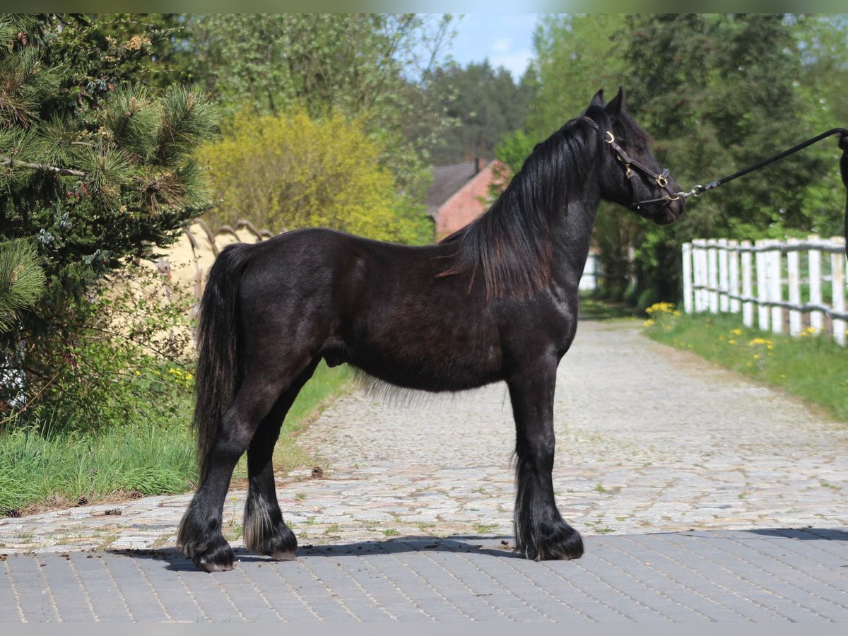 Fellpony Wallach 2 Jahre 137 cm Rappe in Santok