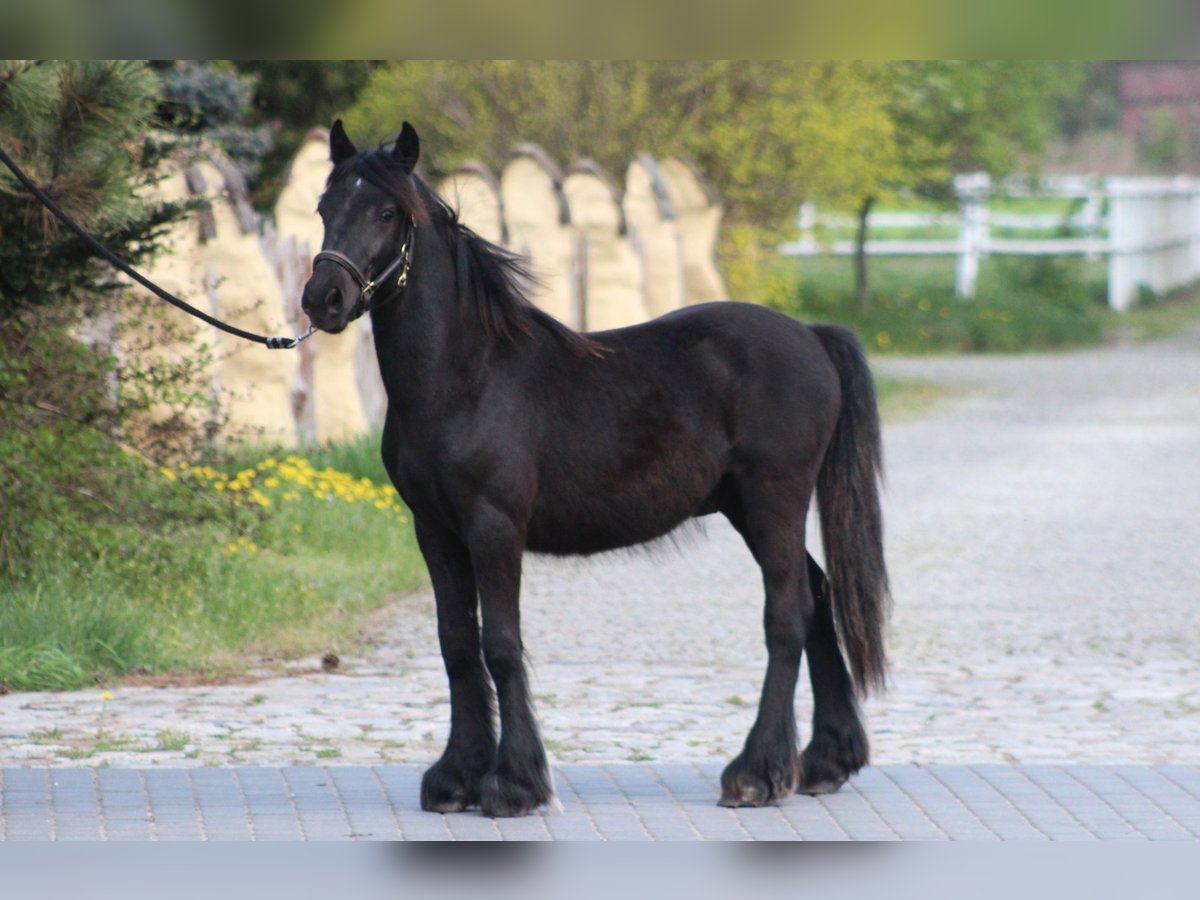 Fellpony Wallach 2 Jahre 137 cm Rappe in Santok