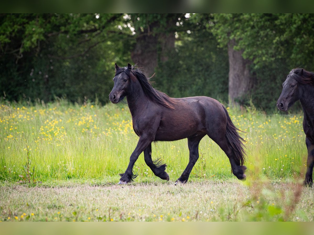 Fellpony Wallach 2 Jahre 139 cm Rappe in La Motte Feuilly