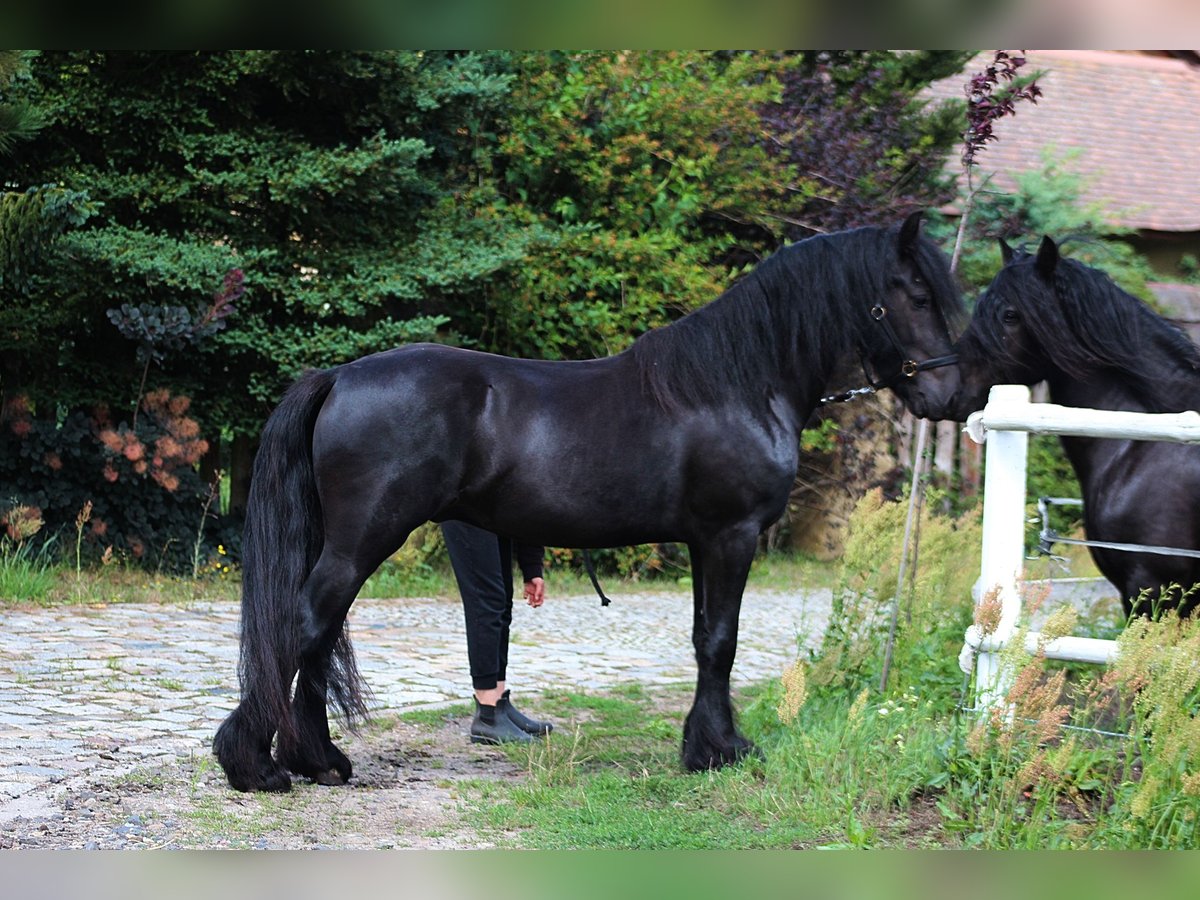 Fellpony Wallach 4 Jahre 145 cm Rappe in Santok