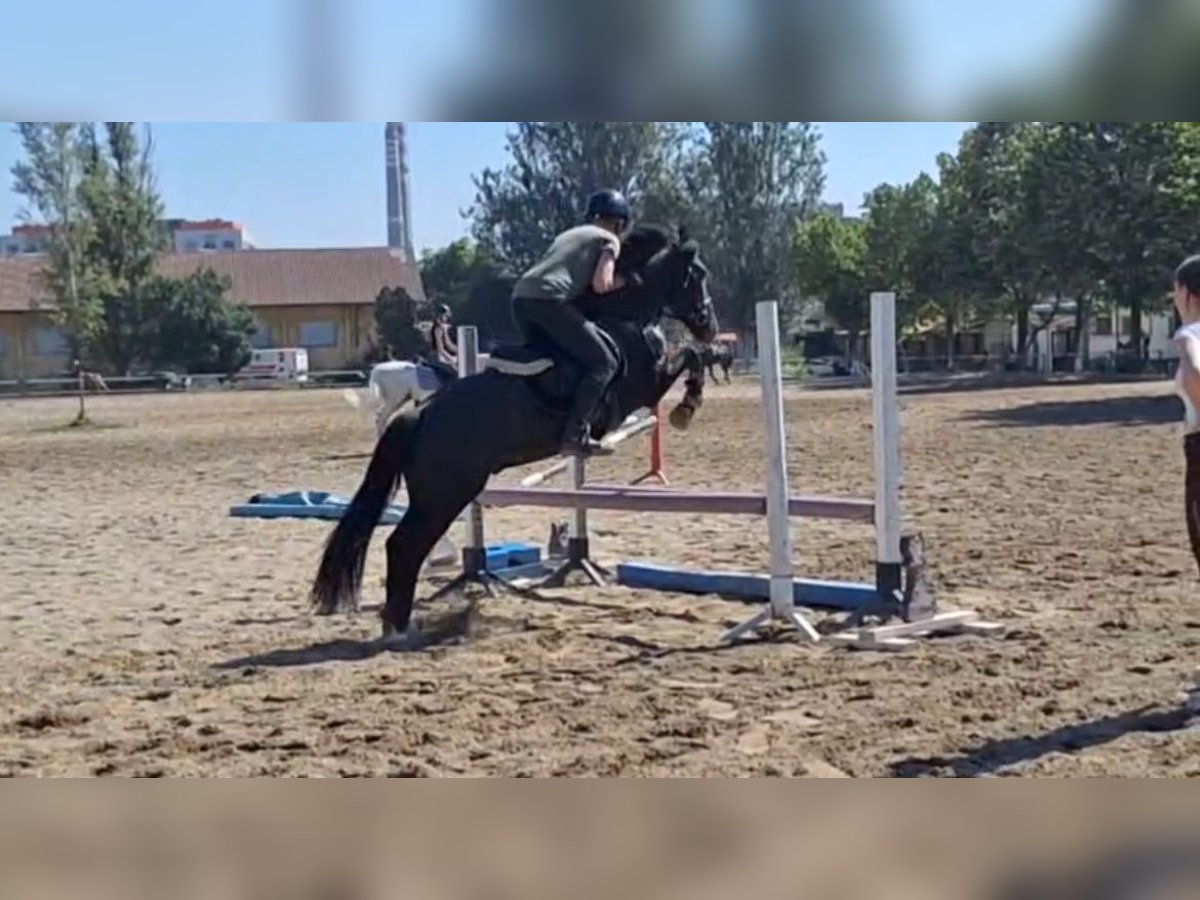 Fellpony Mix Wallach 5 Jahre 143 cm Rappe in &#x421;&#x43E;&#x444;&#x438;&#x44F; / Sofija