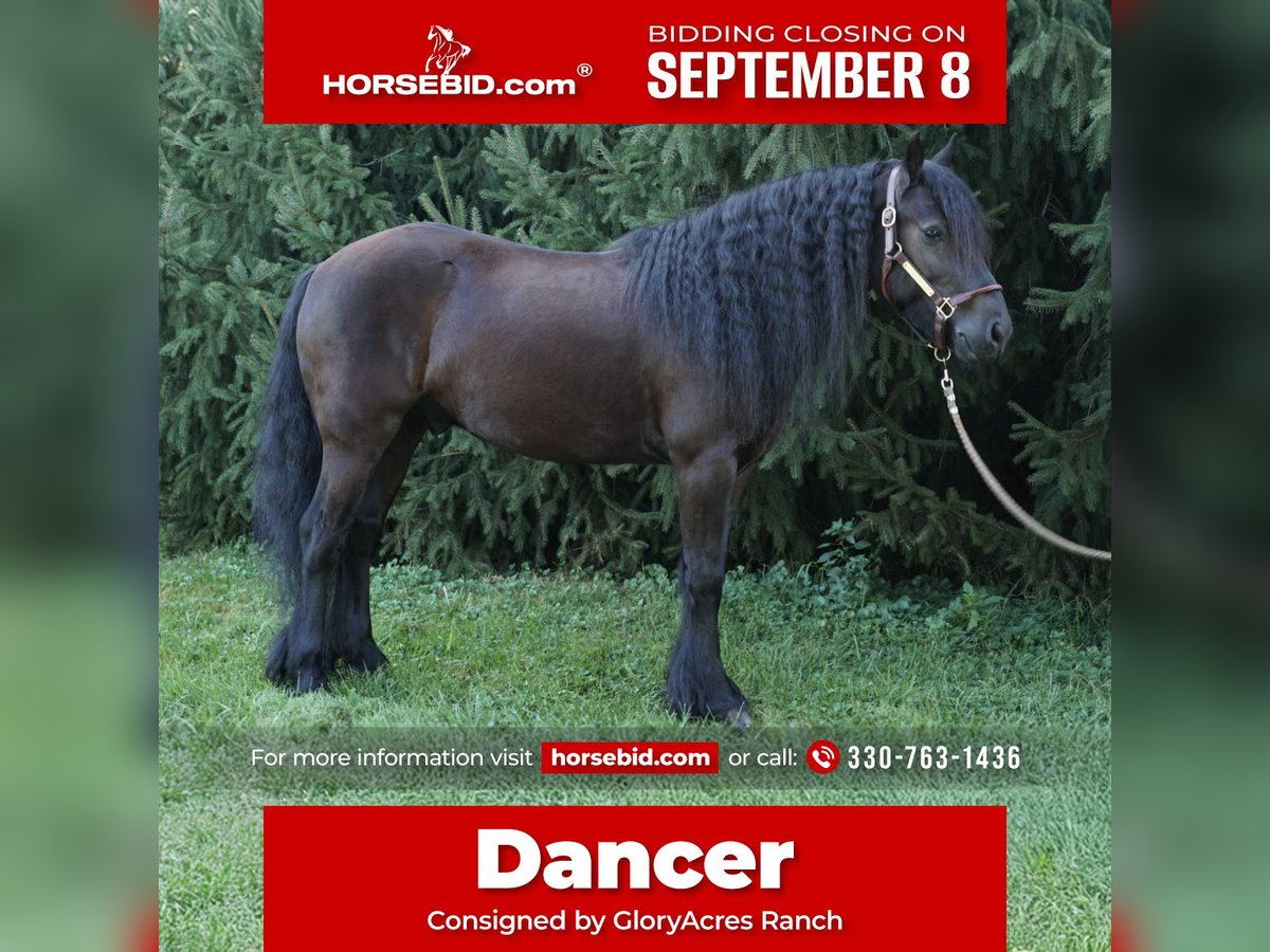 Fellpony Wallach 6 Jahre 140 cm Rappe in Wooster