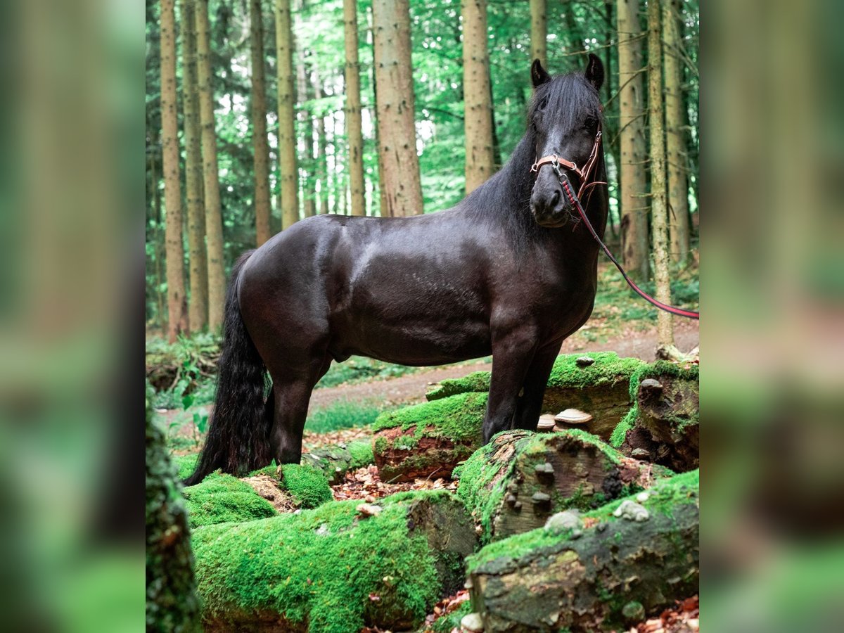 Fellpony Wallach 9 Jahre 143 cm Rappe in Reichshof
