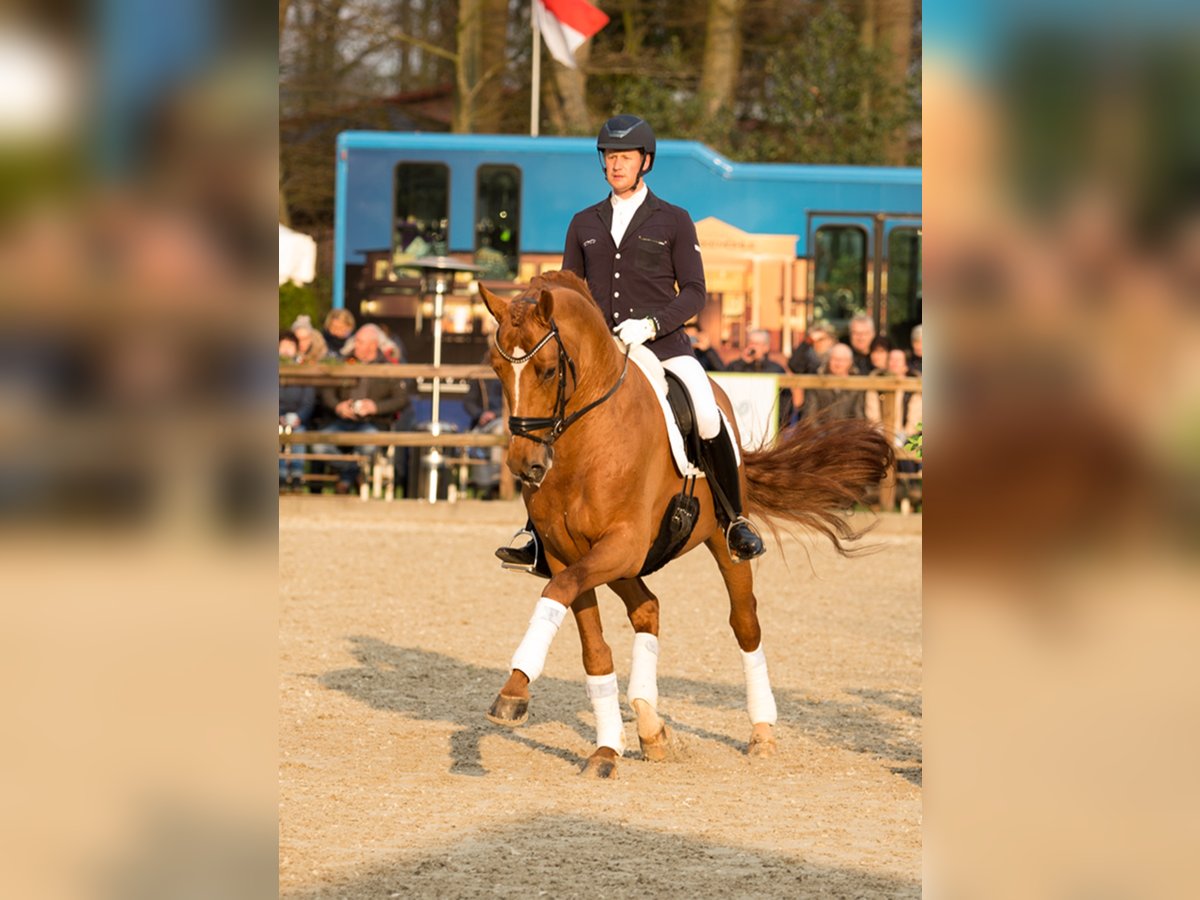 FEUERTANZ Hanoverian Stallion Chestnut-Red in Kronberg im Taunus