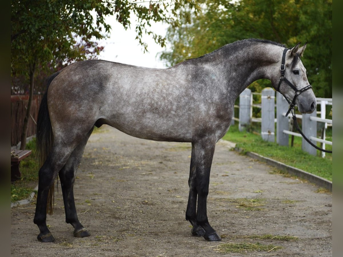 Belgian Sport Horse Gelding 4 years 16,1 hh Grey in Murska