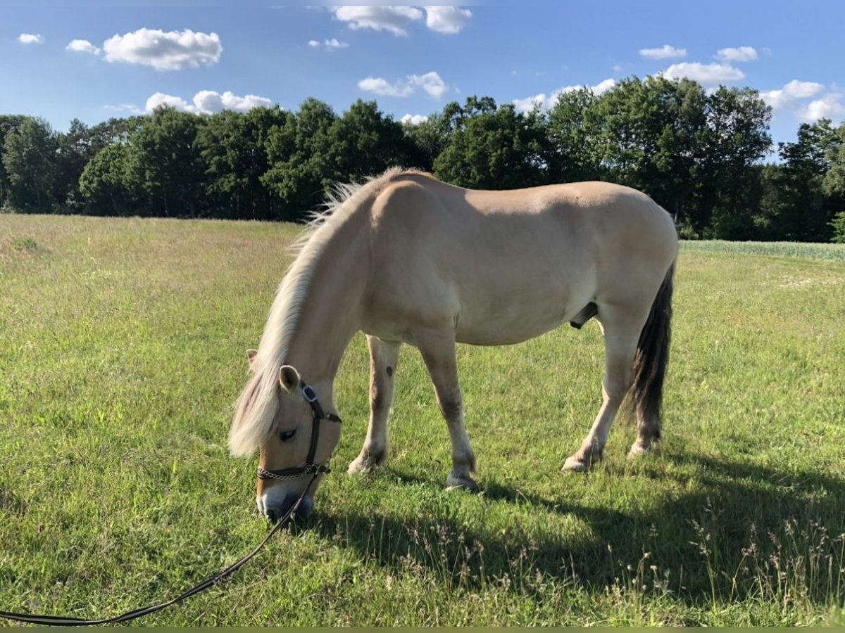 Fjord Castrone 18 Anni 150 cm Falbo in Rosengarten