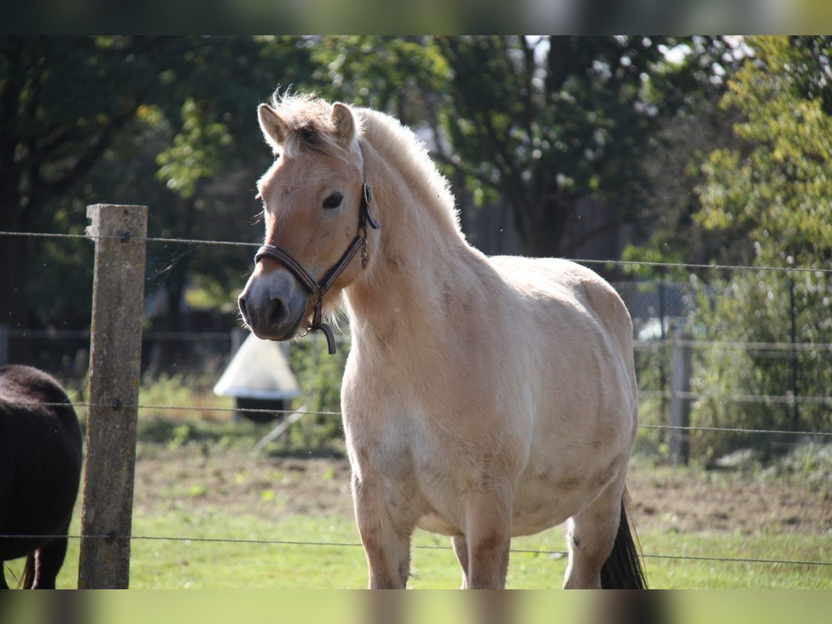 Fjord Castrone 3 Anni 141 cm Falbo in Celle