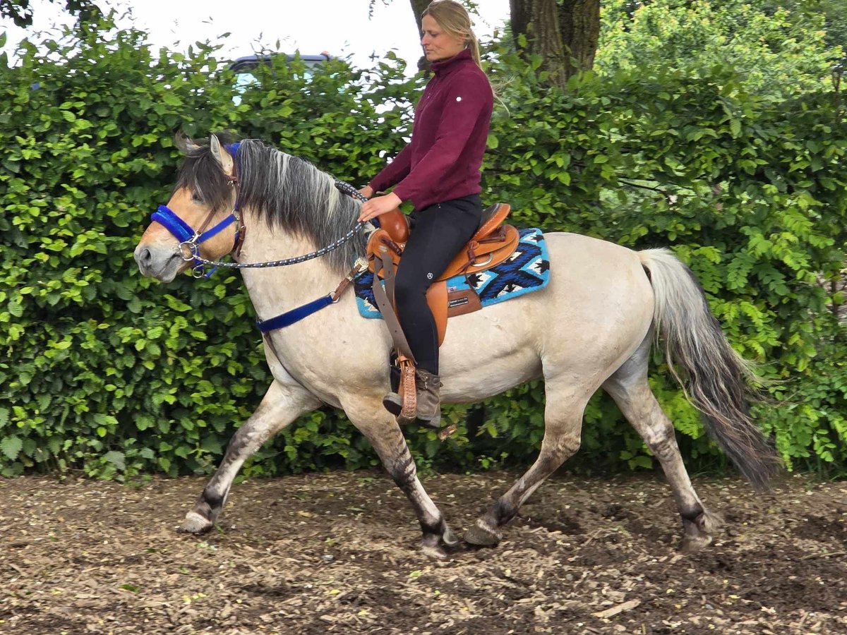 Fjord Castrone 6 Anni 140 cm Falbo in Linkenbach