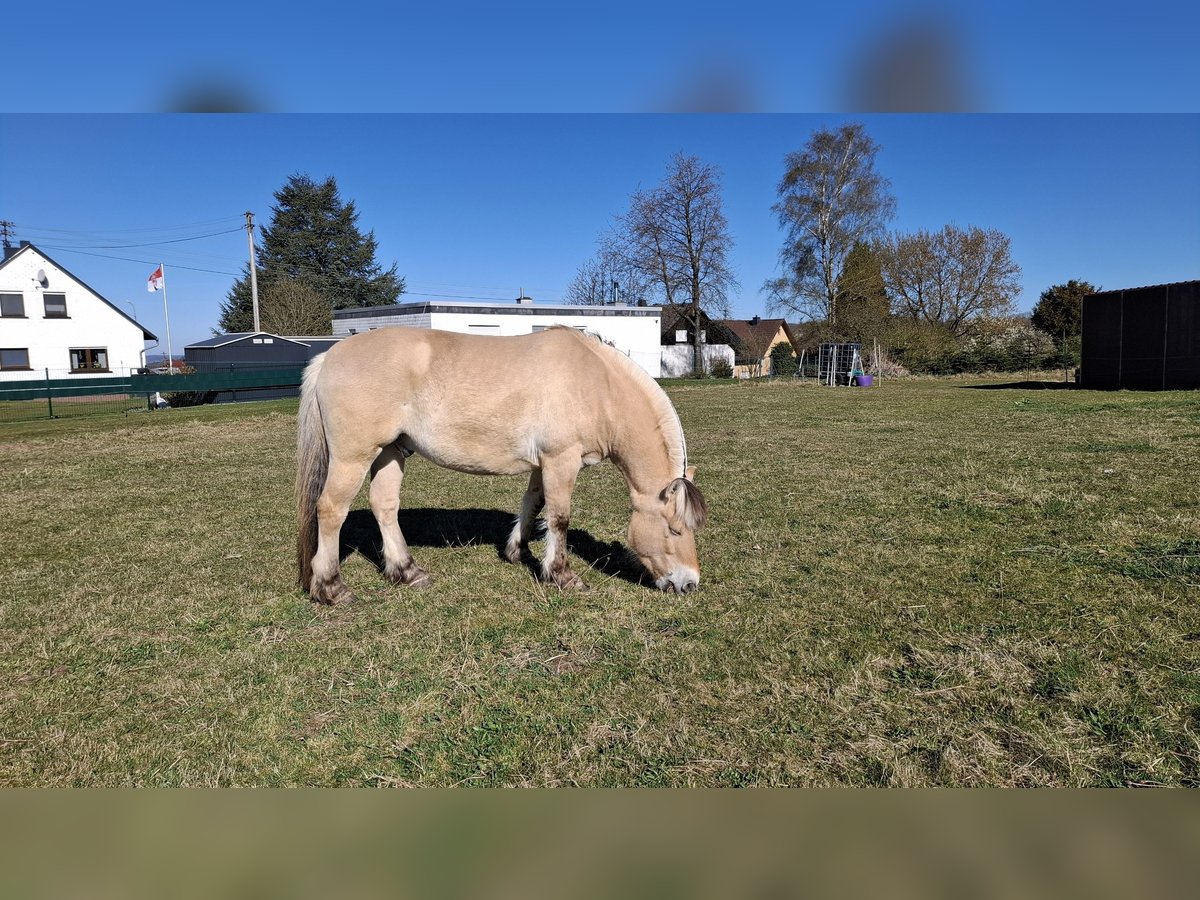 Fjord Castrone 8 Anni 146 cm Falbo in Nisterberg