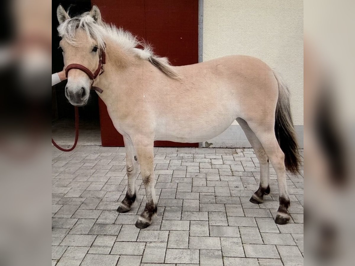 Fjord Giumenta 1 Anno 135 cm Falbo in Steinefrenz