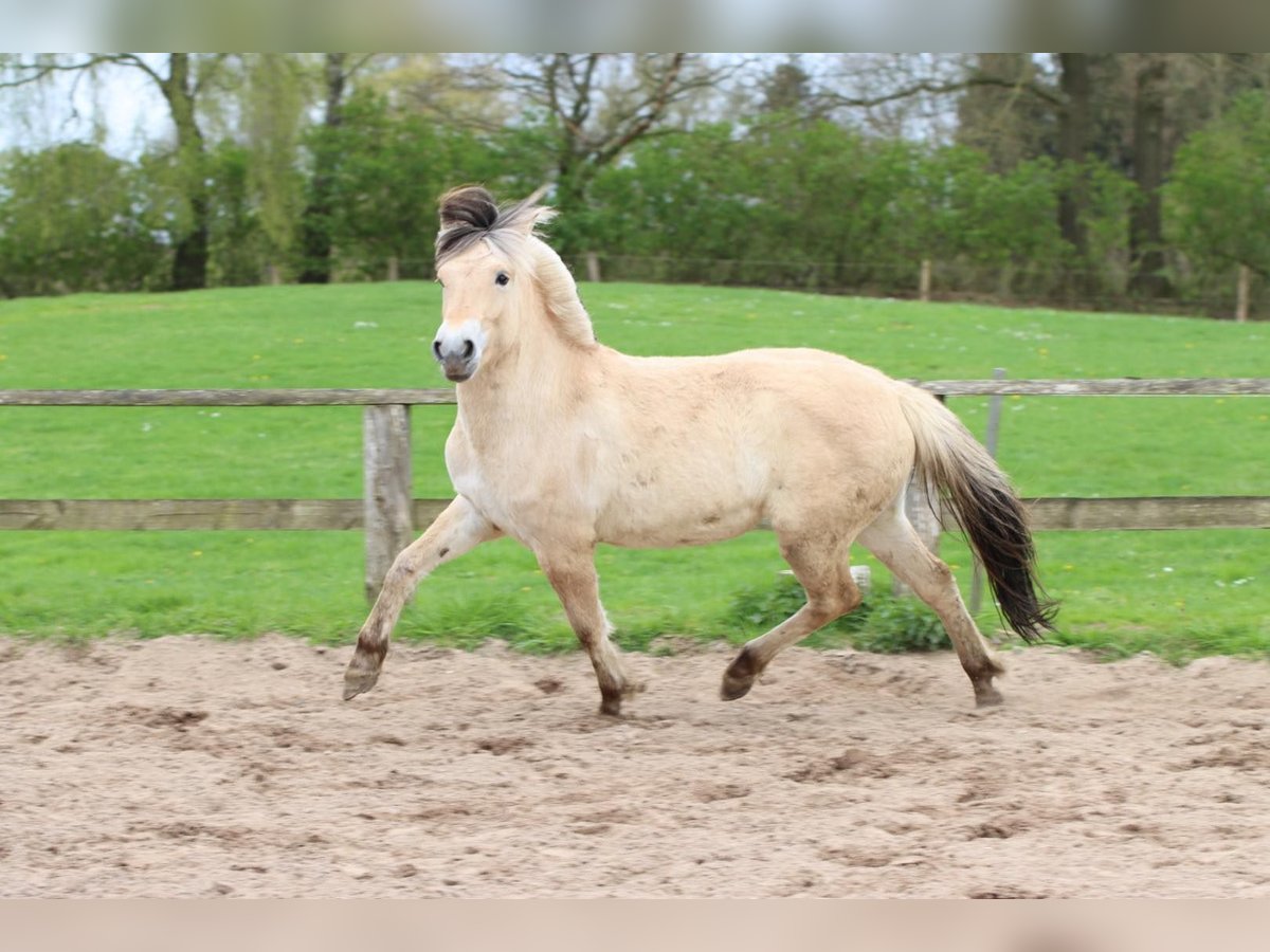 Fjord Giumenta 3 Anni 142 cm Falbo in Alt Duvenstedt