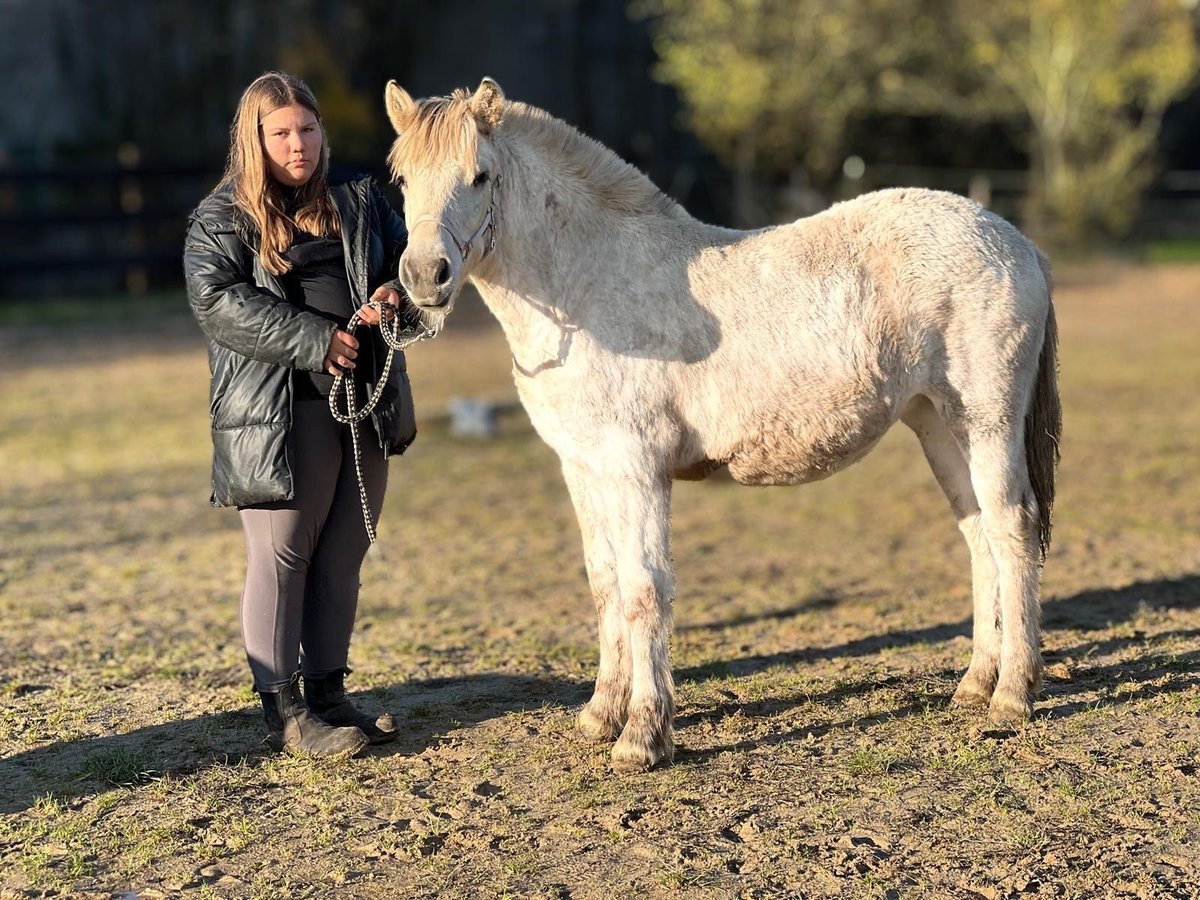 Fjord Giumenta Puledri (03/2025) 130 cm Falbo in Bonn