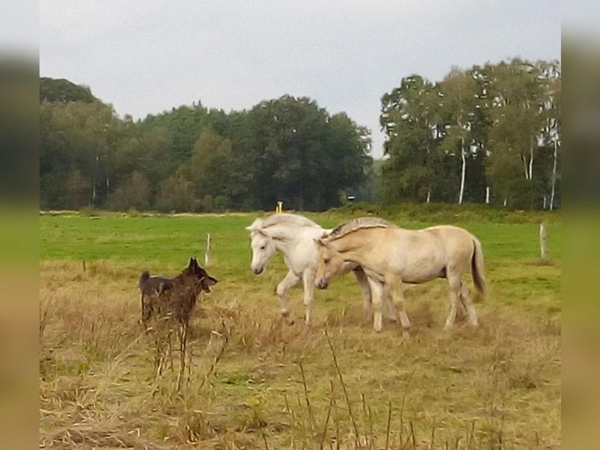 Fjord Hengst 1 Jaar 147 cm in Lübtheen OT Langenheide